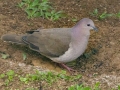 White-tipped Dove - Rancho Naturalista - Cartago - CR, March 5, 2023