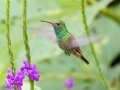 Rufous-tailed Hummingbird - Reserva El Copal (Tausito), Cartago, Costa Rica, March 6, 2023