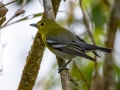 Yellow-throated Vireo - Rancho Naturalista - Cartago - CR, March 7, 2023