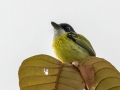 Blaack-headed Tody-Flycatcher -  Rancho Naturalista - Cartago - CR, March 7, 2023