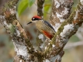 Black-cheeked Woodpecker - Rancho Naturalista - Cartago - CR, March 7, 2023