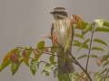 Piratic Flycatcher - Rancho Naturalista - Cartago - CR, March 5, 2023
