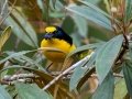 Yellow-throated Euphonia - Rancho Naturalista - Cartago - CR, March 7, 2023