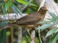 Clay-colored Thrush -  Rancho Naturalista - Cartago - CR, March 7, 2023