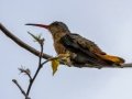 Cinnamon Hummingbird - Hotel Robledal - Alajuela - Costa Rica, March 3, 2023