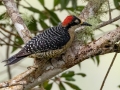 Black-cheeked Woodpecker-  Rancho Naturalista - Cartago - CR, March 7, 2023