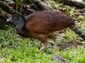 Great Curassow - Esquinas Rainforest Lodge - Puntarenas - Costa Rica, March 13, 2023
