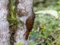 Cocoa Woodcreeper-  Rancho Naturalista - Cartago - CR, March 7, 2023