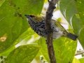 Speckled Tanager- Reserva El Copal - Tausito - Cartago - Costa Rica, March 6, 2023