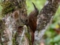 Cocoa Woodcreeper-  Rancho Naturalista - Cartago - CR, March 7, 2023