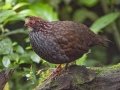 Buffy-crowned Wood-Partridge - Casa Tangara dowii Reserve - Cartago - CR, March 9, 2023