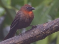 Red-throated Ant-Tanager - Rancho Naturalista - Cartago - CR, March 5, 2023