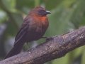 Red-throated Ant-Tanager - Rancho Naturalista - Cartago - CR, March 5, 2023