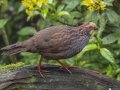 Buffy-crowned Wood-Partridge - Casa Tangara dowii Reserve - Cartago - CR, March 9, 2023