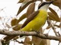 Great Kiskadee - Hotel Robledal - Alajuela - Costa Rica, March 3, 2023