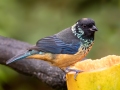 Spangle-cheeked Tanager - Casa Tangara dowii Reserve, Cartago, Costa Rica, March 9, 2023