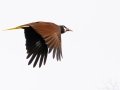 Montezuma Oropendola - Rancho Naturalista - Cartago - CR, March 7, 2023