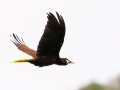Montezuma Oropendola - Rancho Naturalista - Cartago - CR, March 7, 2023