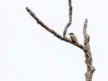 Boat-billed Flycatcher - Rancho Naturalista - Cartago - CR, March 7, 2023