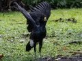 Great Curassow - Esquinas Rainforest Lodge - Puntarenas - Costa Rica, March 13, 2023