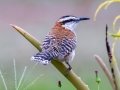 Rufous-naped Wren - Hotel Robledal - Alajuela - Costa Rica, March 3, 2023