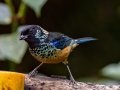 Spangle-cheecked Tanager - Casa Tangara dowii Reserve - Cartago - CR, March 9, 2023
