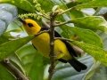 Black-and-yellow Tanager -  Reserva El Copal - Tausito - Cartago - Costa Rica, March 6, 2023