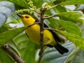 Black-and-yellow Tanager -  Reserva El Copal - Tausito - Cartago - Costa Rica, March 6, 2023