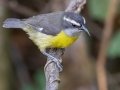Bananaquit - Ujarrás (Cartago) - Cartago - CR, March 7, 2023
