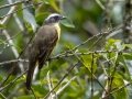 Social Flycatcher - Rancho Naturalista - Cartago - CR, March 7, 2023
