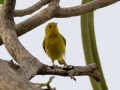 Yellow Warbler - Hotel Robledal - Alajuela - Costa Rica, March 3, 2023