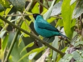Green Honeycreeper -  Reserva El Copal - Tausito - Cartago - Costa Rica, March 6, 2023