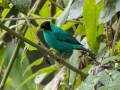 Green Honeycreeper -  Reserva El Copal - Tausito - Cartago - Costa Rica, March 6, 2023