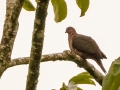 Short-billed Pigeon -  Reserva El Copal - Tausito - Cartago - Costa Rica, March 6, 2023