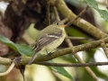 Yellow-bellied Flycatcher -  Reserva El Copal - Tausito - Cartago - Costa Rica, March 6, 2023