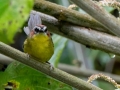 Chestnut-capped Warbler - Rancho Naturalista - Cartago - CR, March 5, 2023