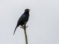 White-lined Tanager - Ujarrás (Cartago) - Cartago - CR, March 7, 2023