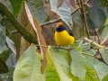 Tawny-capped Euphonia -  Reserva El Copal - Tausito - Cartago - Costa Rica, March 6, 2023