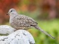 Inca Dove - Hotel Robledal - Alajuela - Costa Rica, March 3, 2023