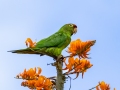 Crimson-fronted Parakeet - Ujarrás (Cartago) - Cartago - CR, March 7, 2023