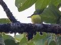 Common Tody-Flycatcher- Esquinas Rainforest Lodge - Puntarenas - Costa Rica, March 13, 2023