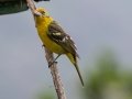 Flame-colored Tanager  - Savegre Valley--Miriam's Restaurant - San Jose - Costa Rica, March 7, 2023