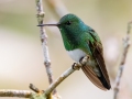Snowy-bellied Hummingbird - Chirripo Oasis, San José, Costa Rica, March 11, 2023