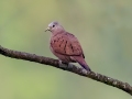 Ruddy Dove - Esquinas Rainforest Lodge - Puntarenas - Costa Rica, March 13, 2023