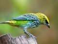 Speckled Tanager - Chirripo Oasis, San José, Costa Rica, March 11, 2023