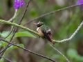 White-crested Coquette - Chirripo Oasis, San José, Costa Rica, March 11, 2023