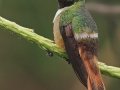 White-crested Coquette - Chirripo Oasis, San José, Costa Rica, March 11, 2023