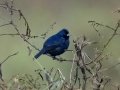 Blue-black Grassquit - Esquinas Rainforest Lodge - Puntarenas - Costa Rica, March 13, 2023