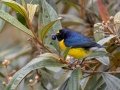 White-vented Euphonia -  Reserva El Copal - Tausito - Cartago - Costa Rica, March 6, 2023
