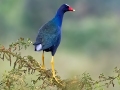 Purple Gallinule - Esquinas Rainforest Lodge - Puntarenas - Costa Rica, March 13, 2023